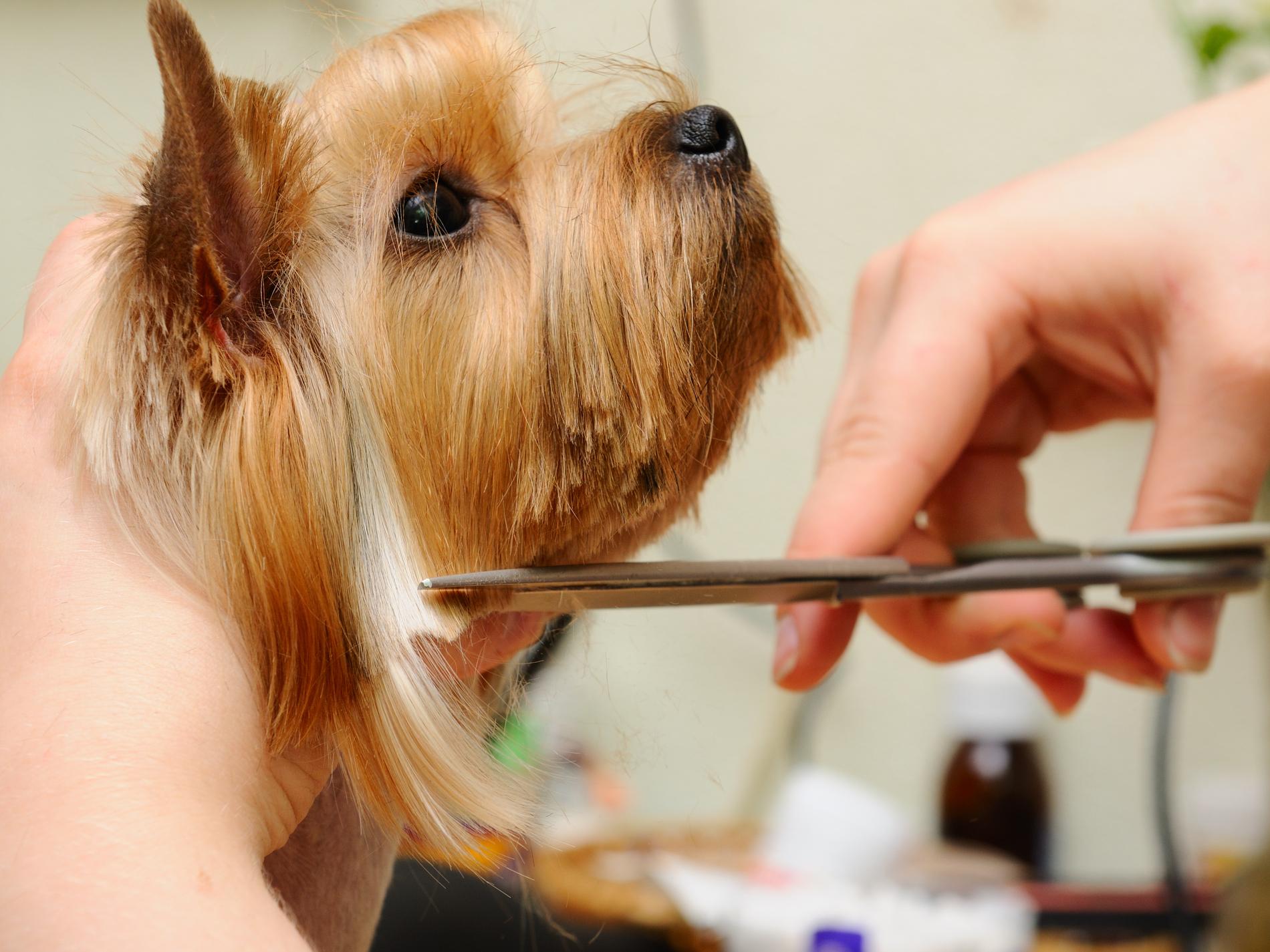 Pros and cons of being a pet groomer - PetProfessional